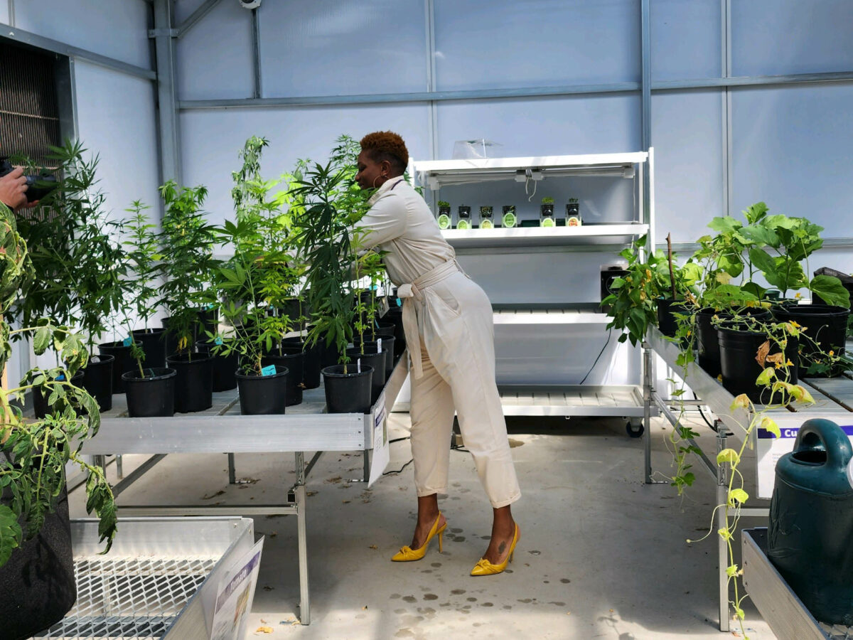 Olive-Harvery Urban Agricultural Dean Akilah Siti Easter tends to a hemp plant at the school's greenhouse. Photo credits: City Colleges of Chicago Director of Media Relations Veronica Resa