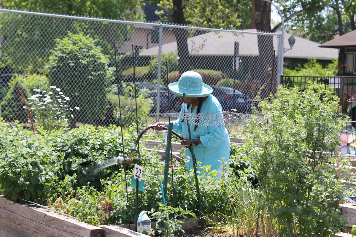 South Side Gardeners are Growing More Than Just Food – South Side Weekly