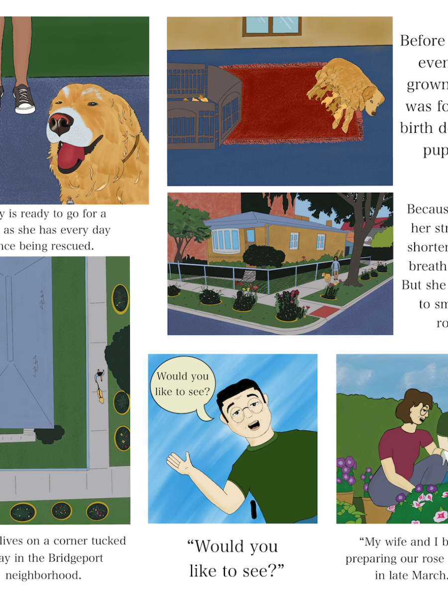 Steven’s Secret Rose Garden